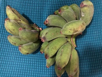 御果园的香蕉